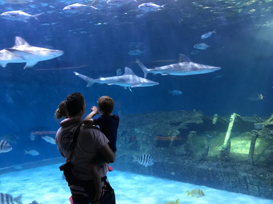 sharks at the north carolina aquarium