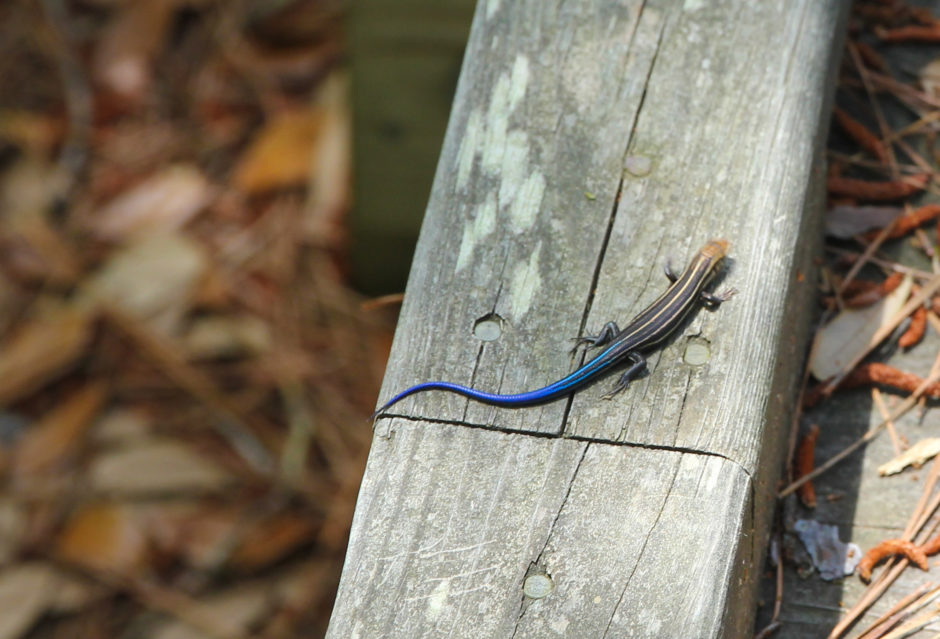 Blue Tailed Skink Currituck Banks