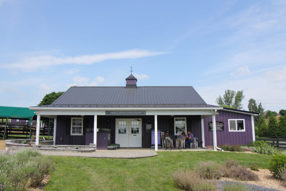 The Lavender Shop at White Oak Lavender Farm