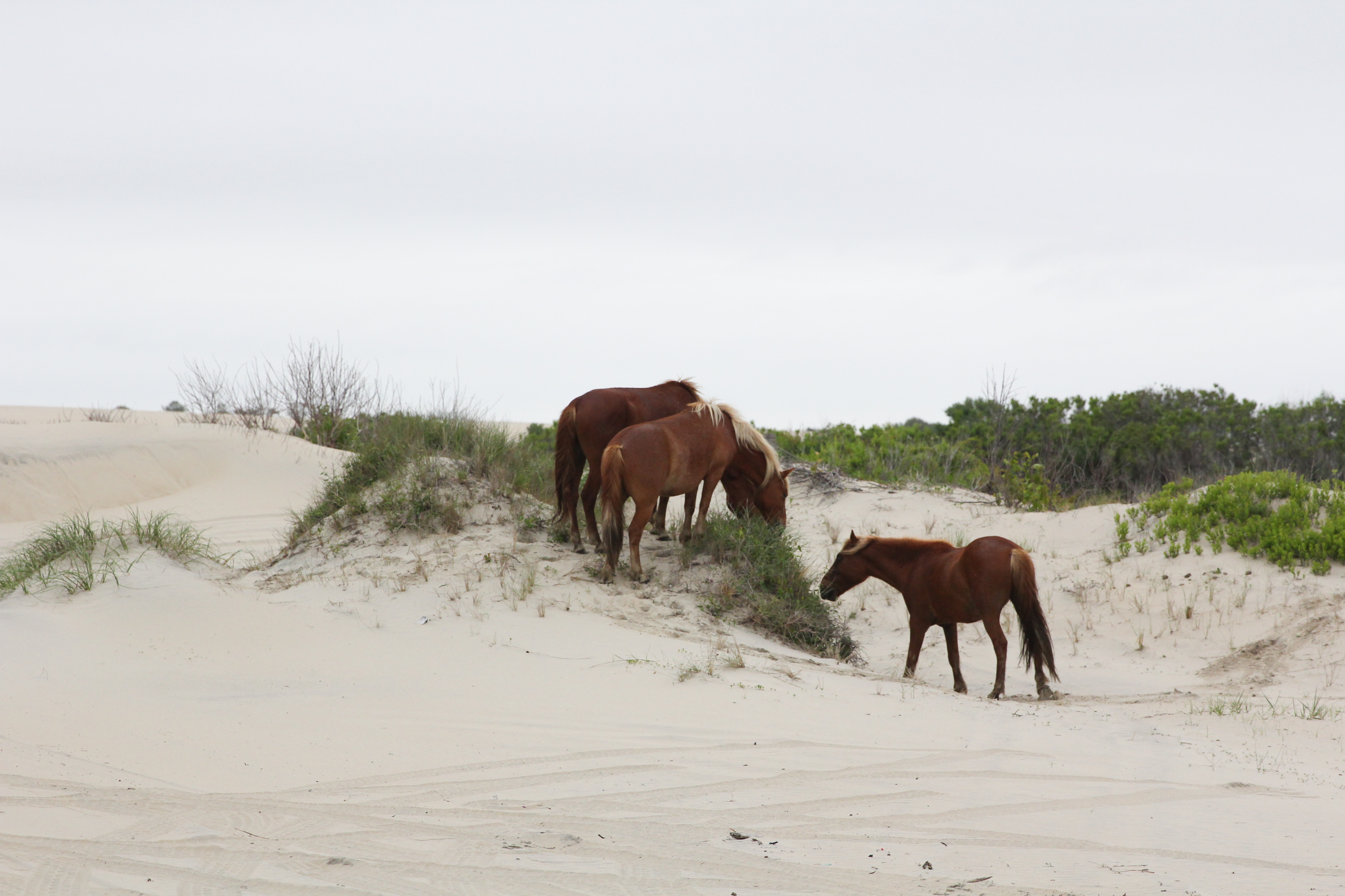 Wild Horses of Corolla