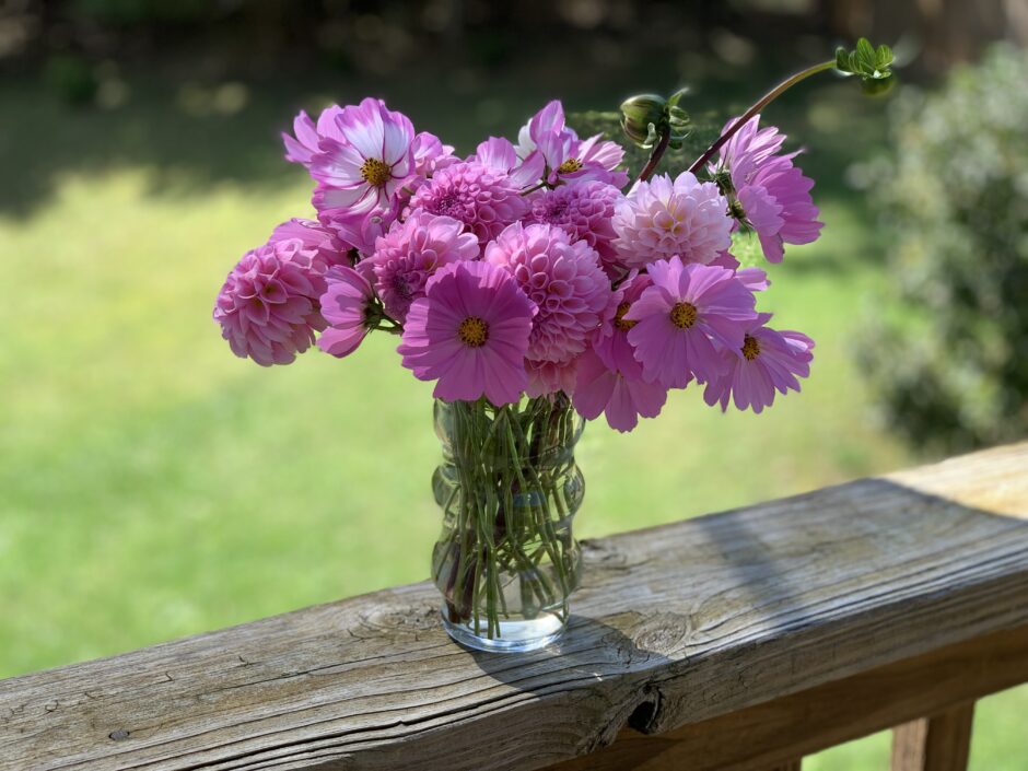 Home gardening: pink cosmos and dahlias