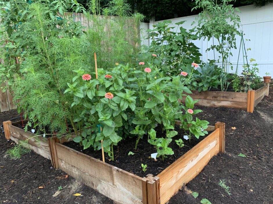 my garden in June - raised beds with zinnias, cosmos, tomatoes, peppers and kale