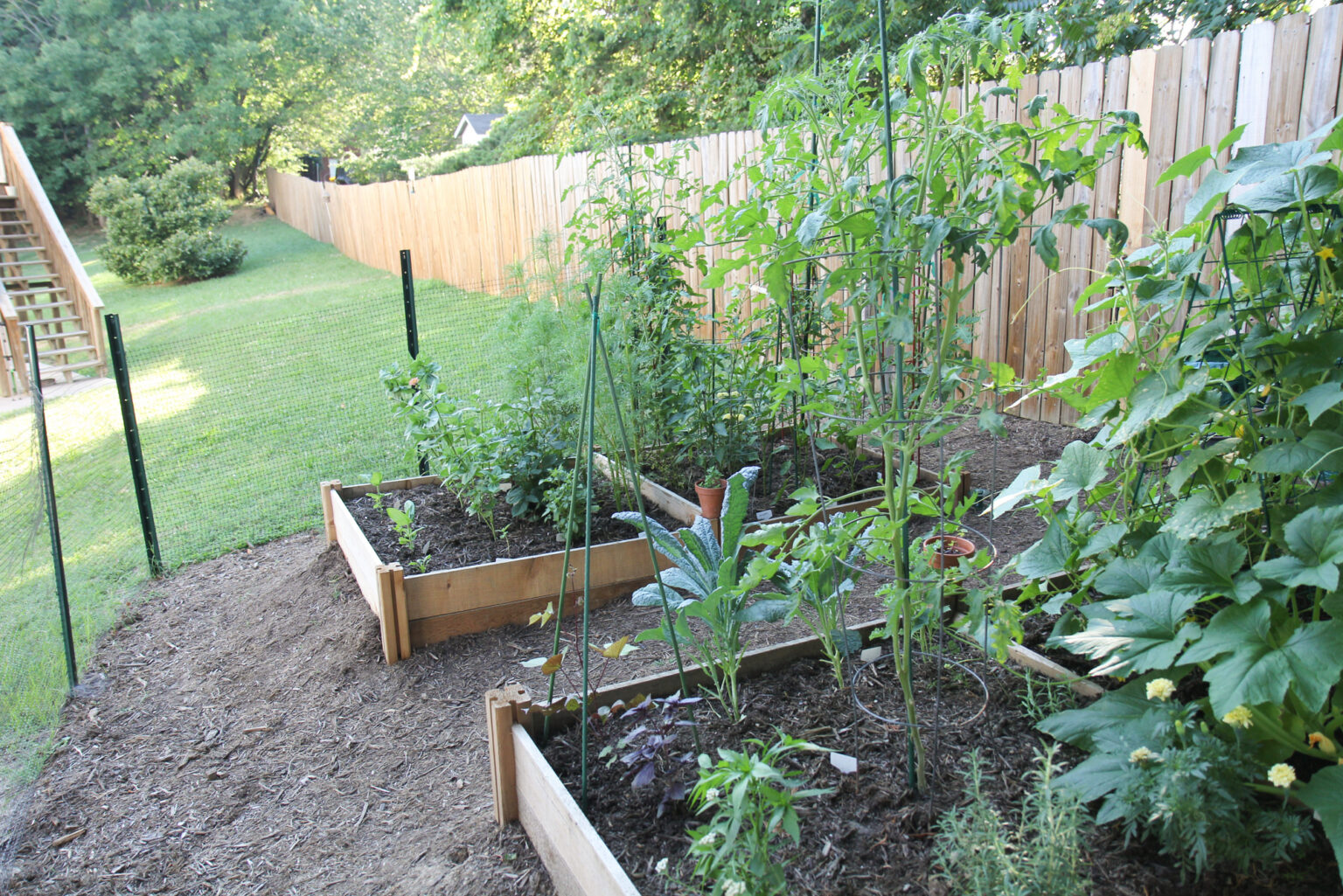 Starting a home garden from scratch – Whitney Anderson