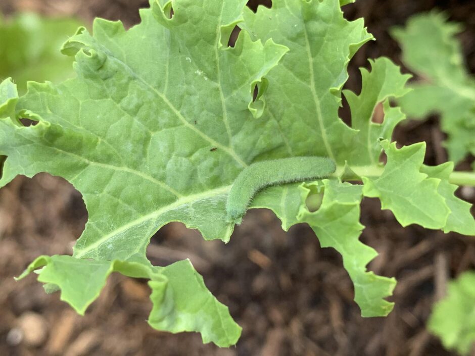 Why you need hoop row covers: Cabbage Looper worm eating a kale leaf