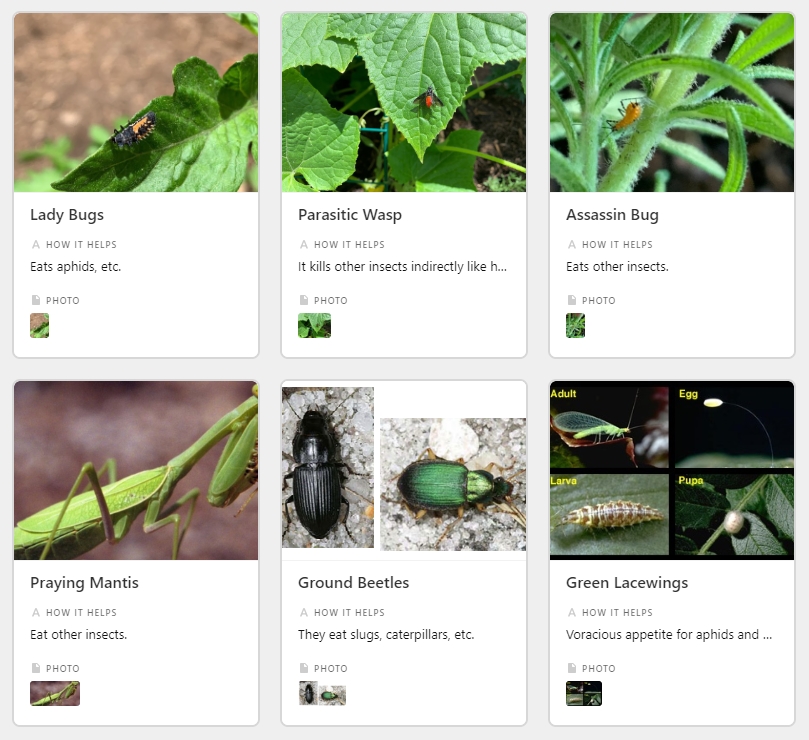 Beneficial Insects table in my garden Airtable