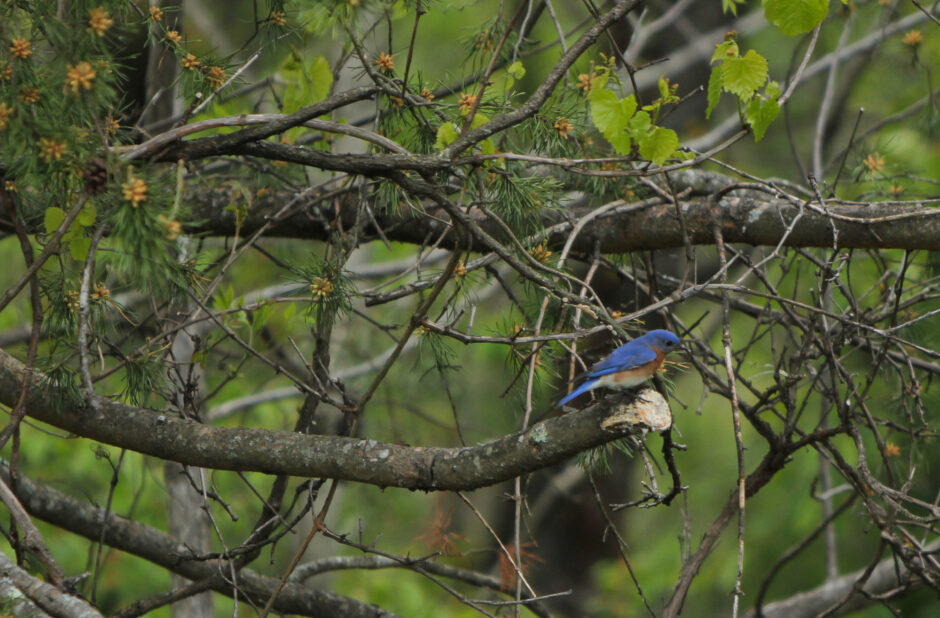 Bluebird in a Virginia pine tree