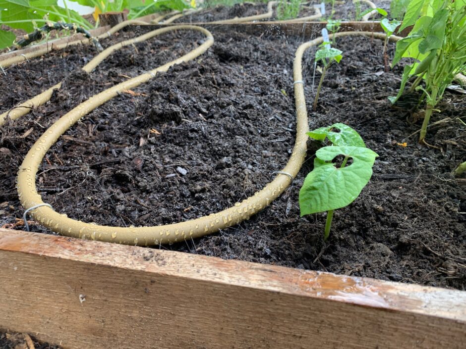 soaker hose that is on in a raised bed