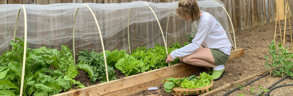 Whitney, garden consultant, in the garden tending to lettuce