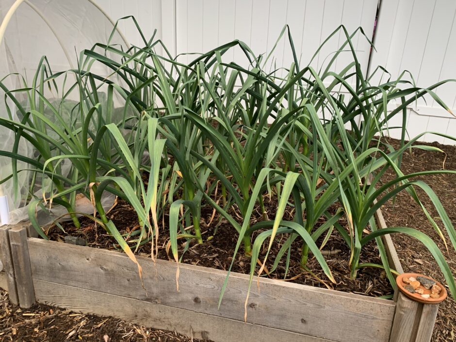 Garlic in May