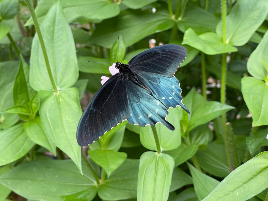 Pipevine Swallowtail Dorsal View