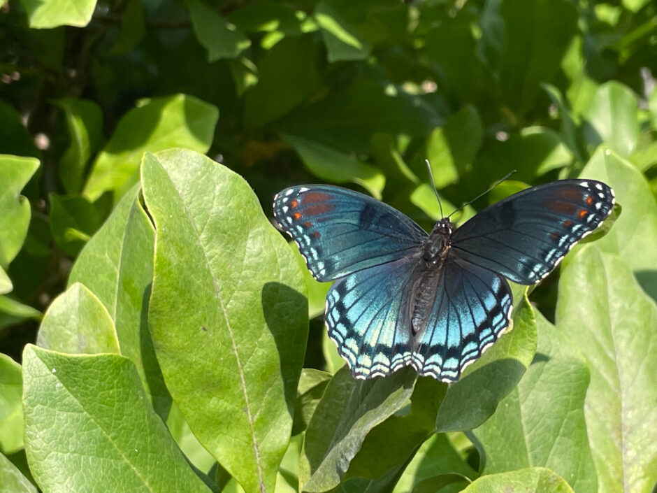 red-spotted purple admiral butterfly dorsal
