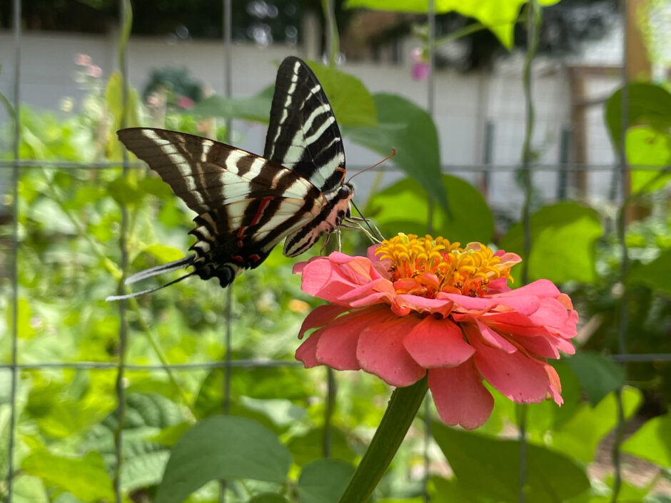 zebra swallowtail butterfly ventral view