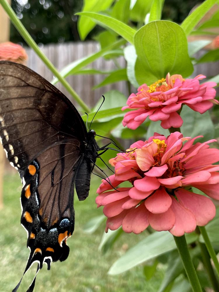 eastern tiger swallowtail black morph butterfly side view