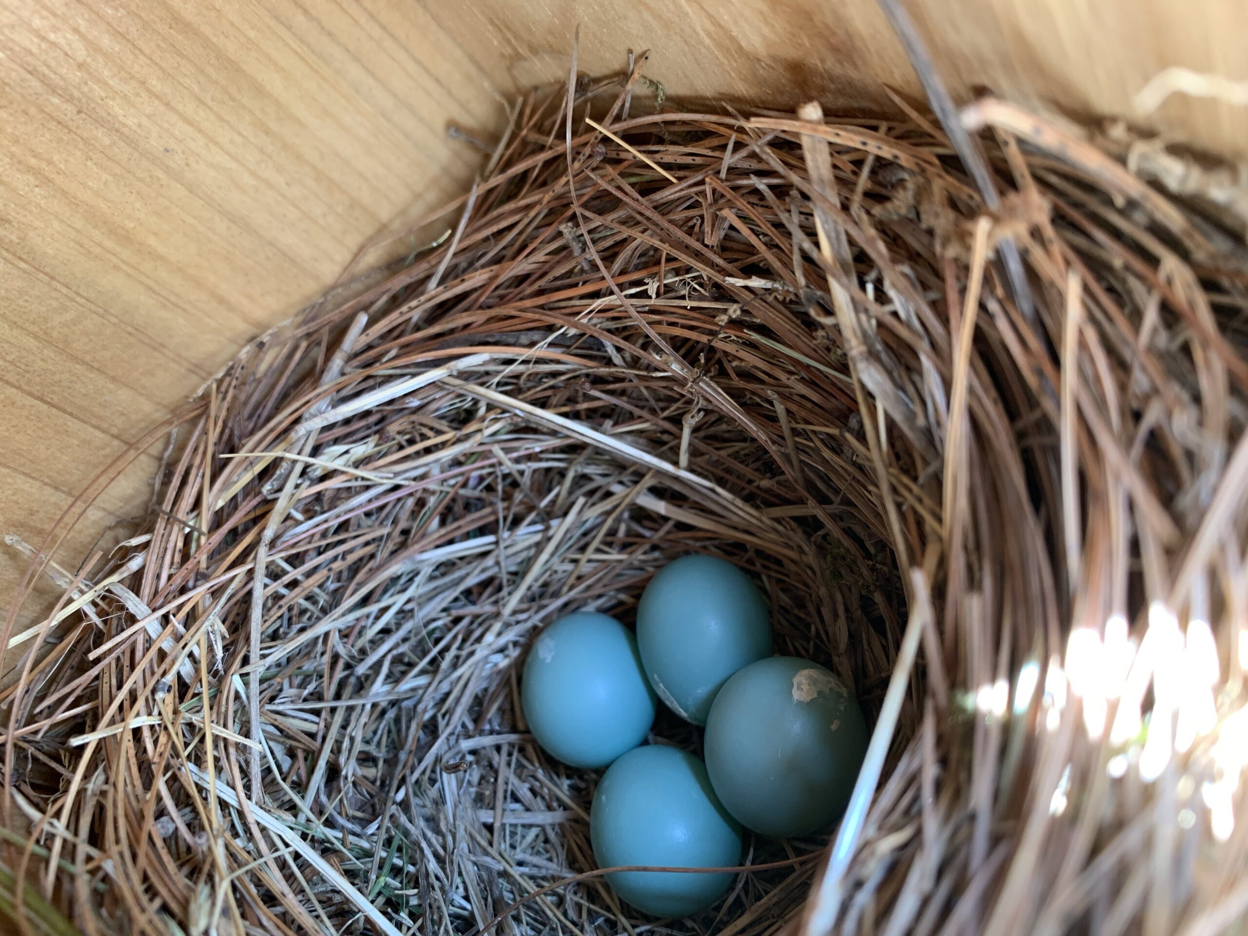 Bluebird eggs inside a nest in a birdhouse taken with Blink camera