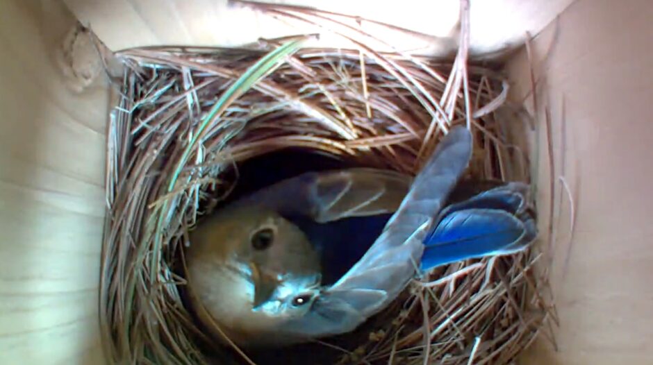 Bluebird inside birdhouse taken with Blink camera