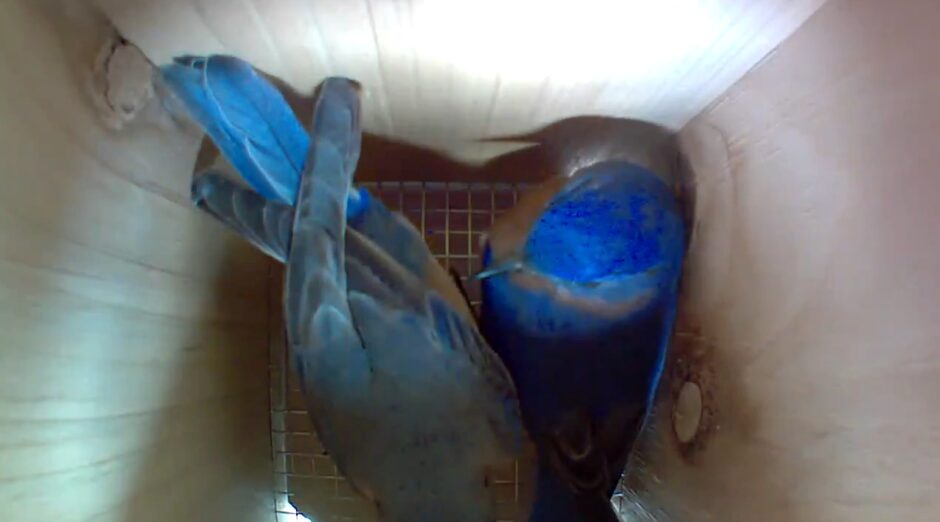 Bluebirds inside birdhouse taken with Blink camera