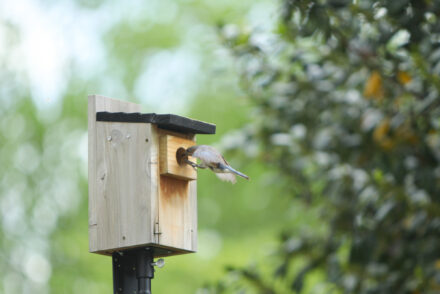 A bluebird flying into a birdhouse