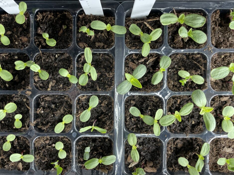 small seedlings in trays indoors under grow lights