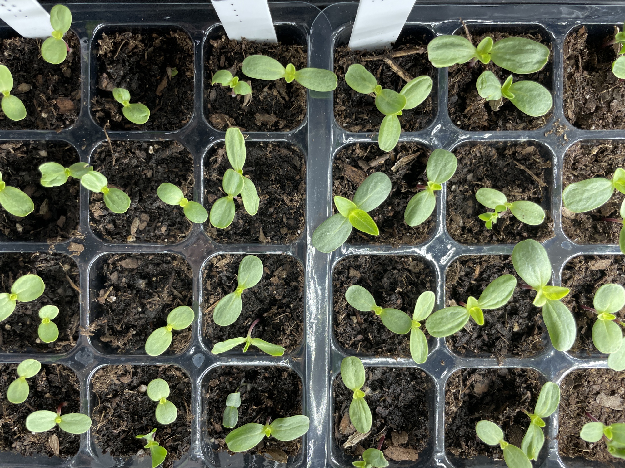 How to start seeds indoors
