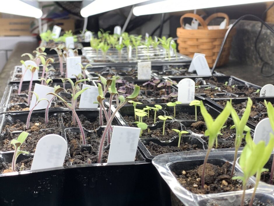 starting seeds indoors under grow lights