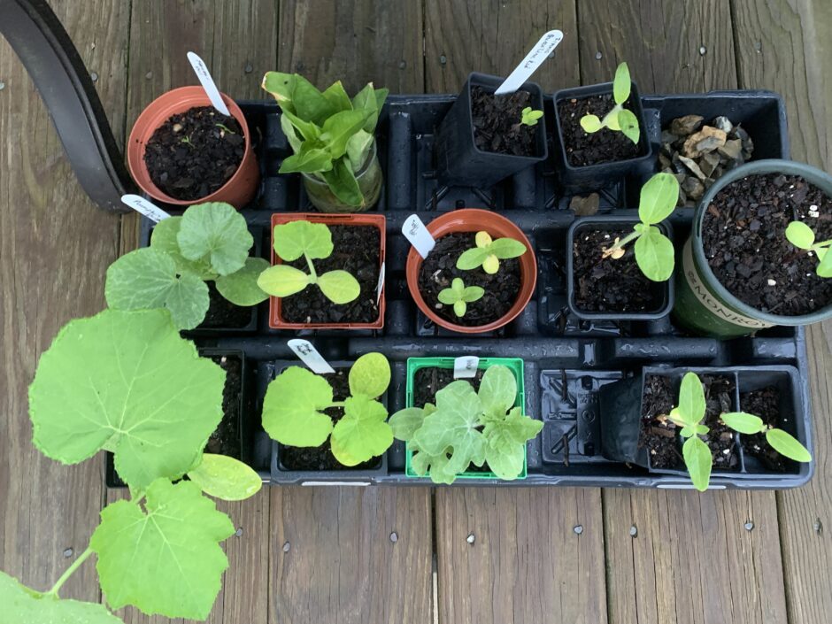 vegetable seedlings started indoors under grow lights