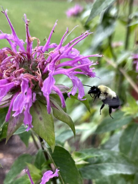 bumble bee gathering nectar from monarda (bee balm)