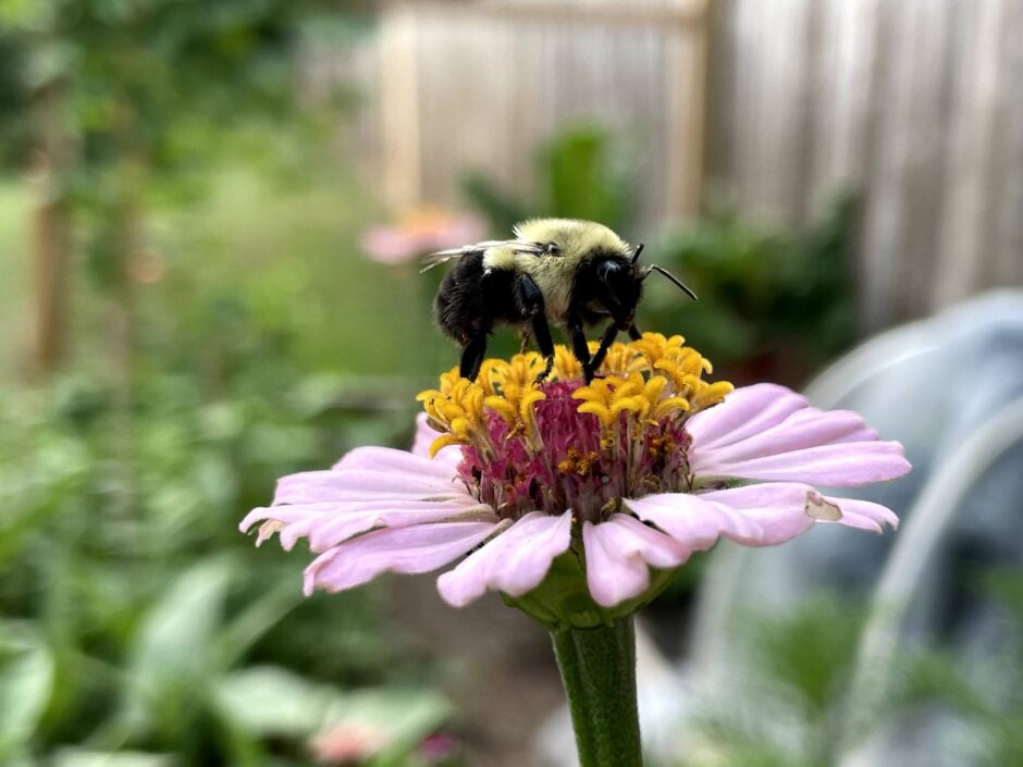 bumble bee on a zinnia in the garden