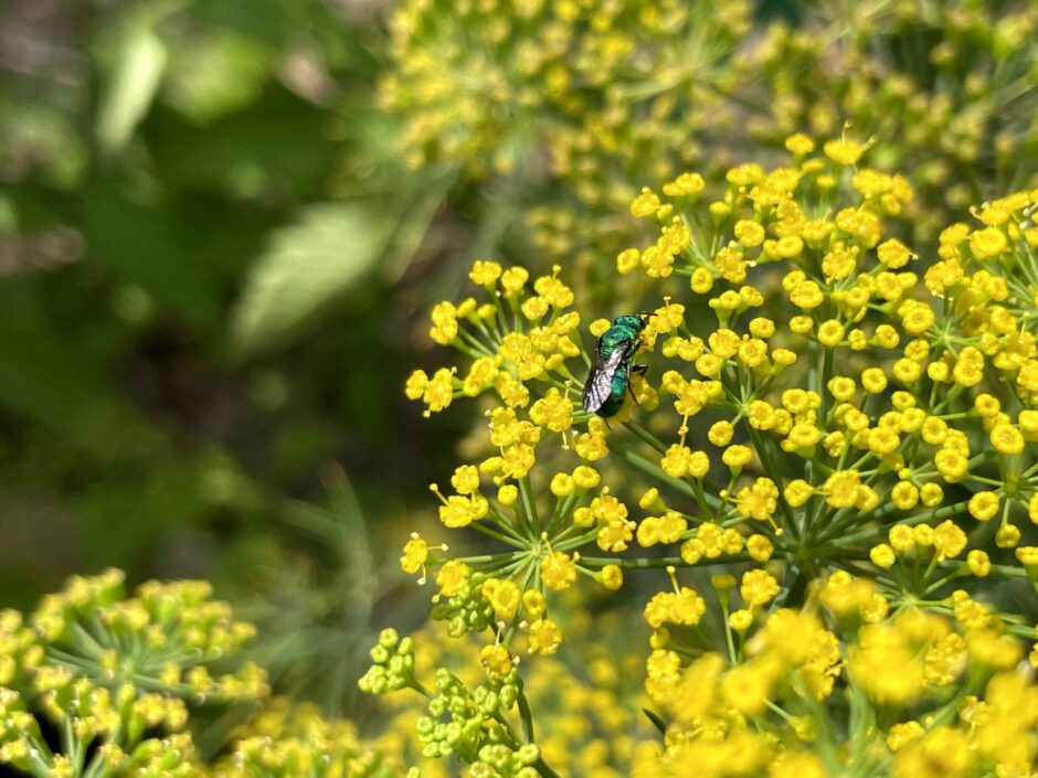 green cuckoo wasp on flowering dill