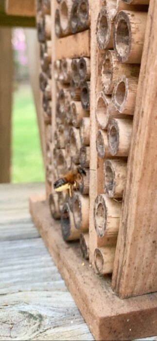 bee entering insect house