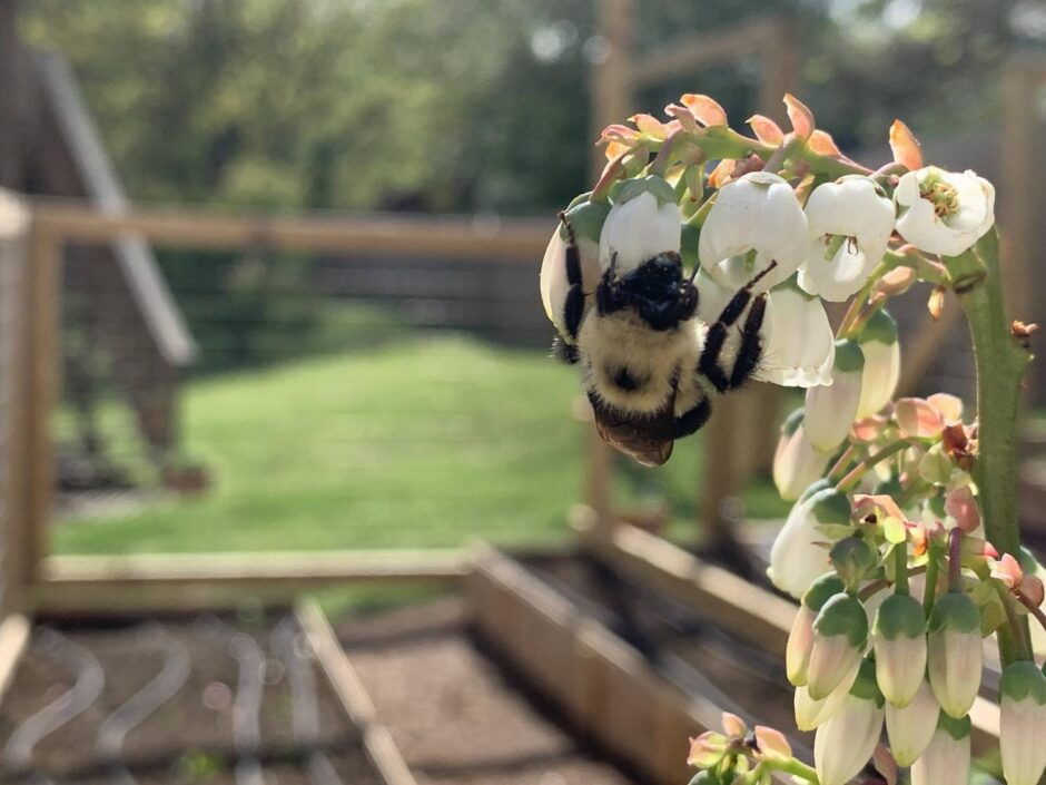bumblebee on a blueberry bush