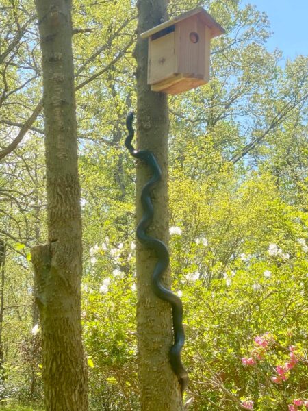 black rat snake climbing tree to get to a birdhouse