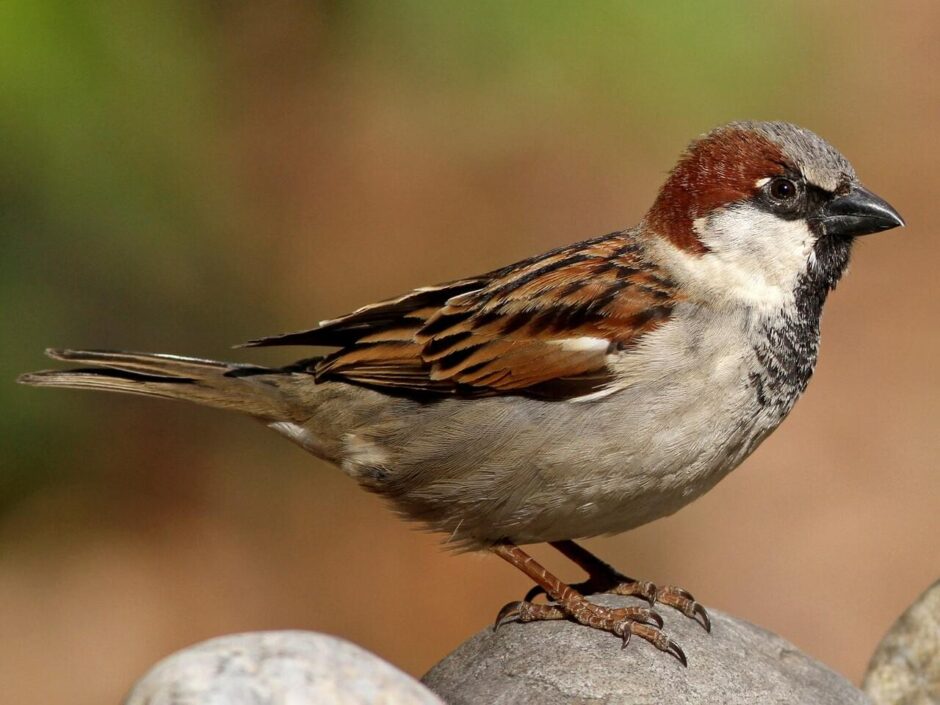 House sparrow via Cornell