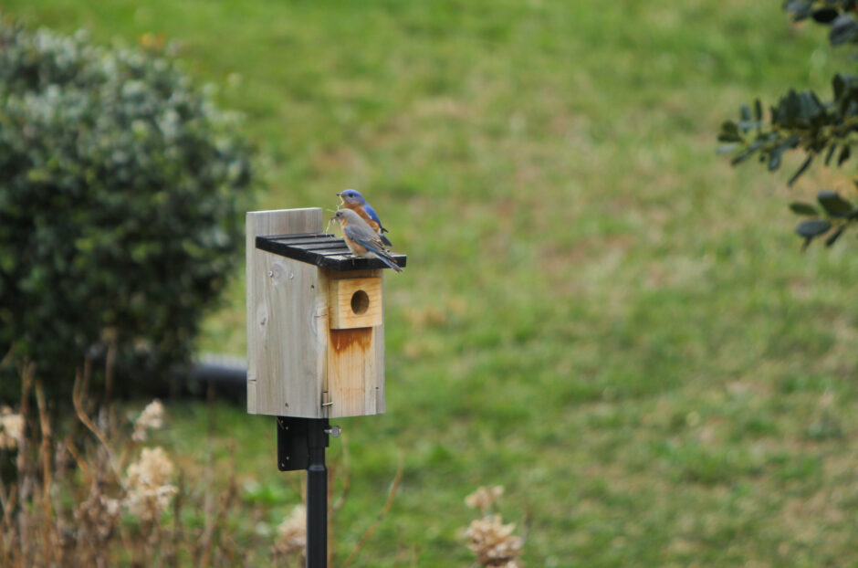 Male and female bluebirds with nesting supplies in their mouths on top of their birdhouse