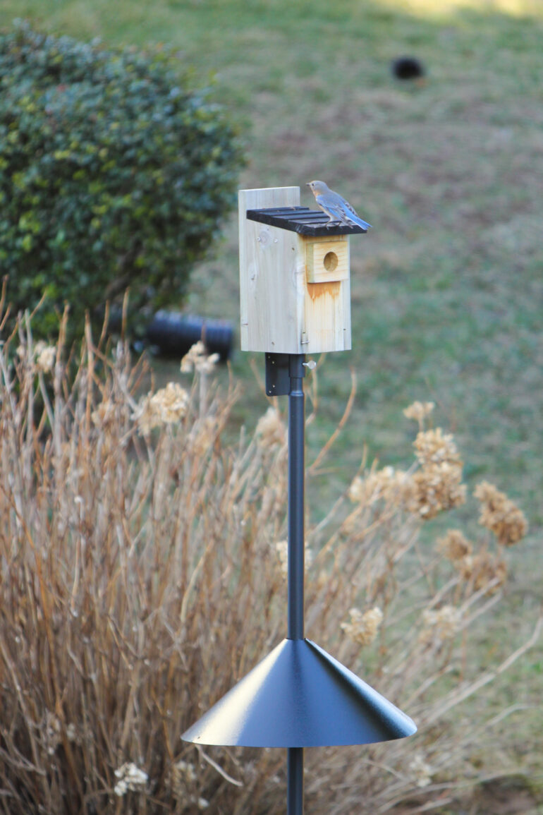 birdhouse on a pole with a baffle