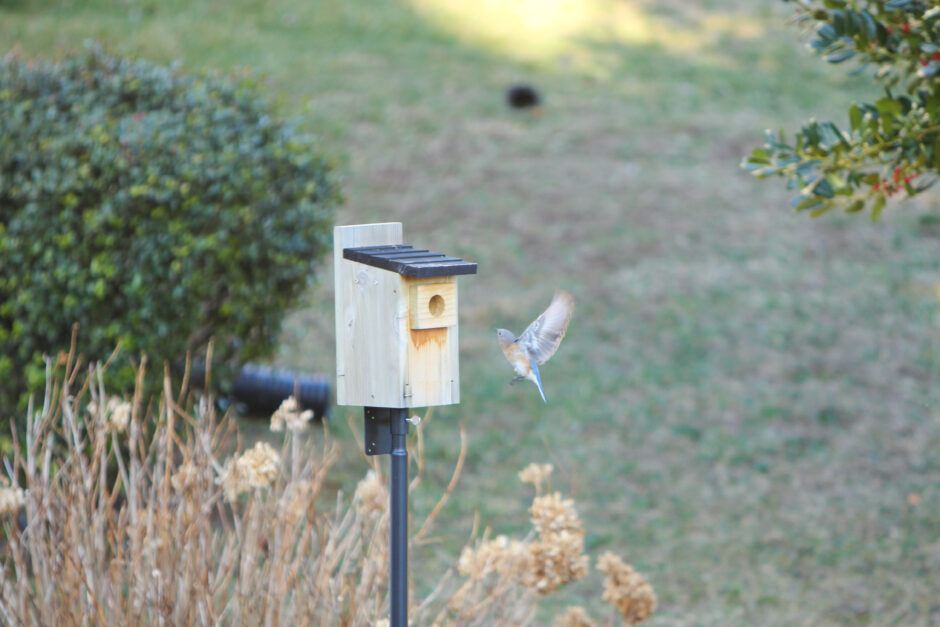 bluebird flying into birdhouse