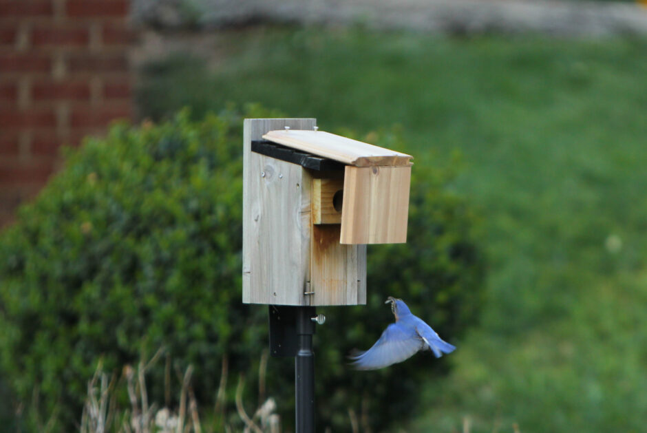 Male bluebird flying into a birdhouse with a wren guard installed