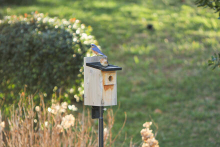 Male and female bluebird on top of their nest box