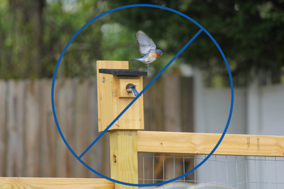 how not to install a birdhouse - a birdhouse mounted to a fence