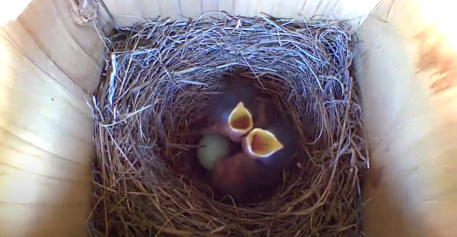 Inside view of baby bluebirds in a nest box using Blink camera