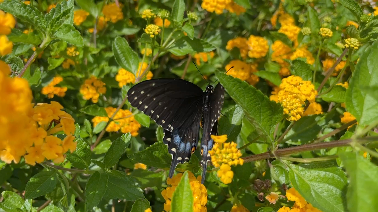 Backyard Butterflies in Virginia (and the southeast U.S.)