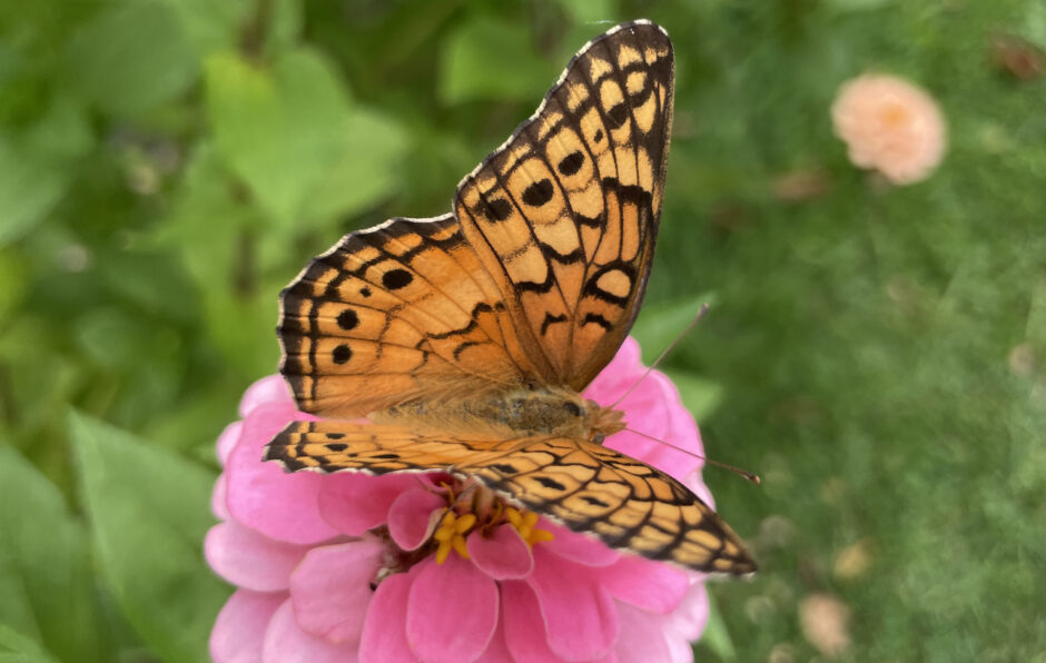 Variegated Fritallary Butterfly
