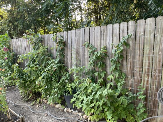How to grow raspberries along a fence