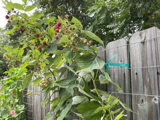 How to grow raspberries along a fence - Whitney Anderson Gardening