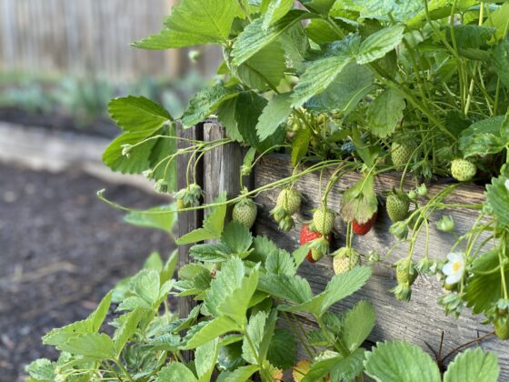 How to grow strawberries in a small garden