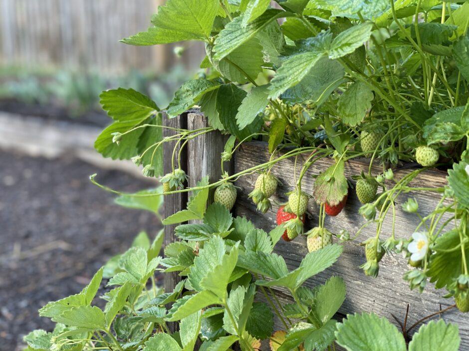 Strawberry plants cascade over a raised garden bed