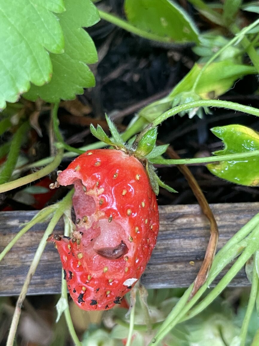 A slug demolishing a strawberry
