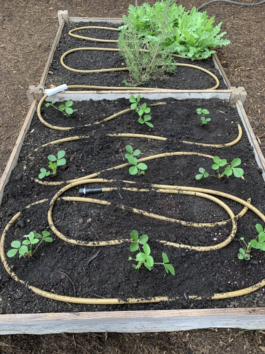 strawberry plants just planted in a raised bed