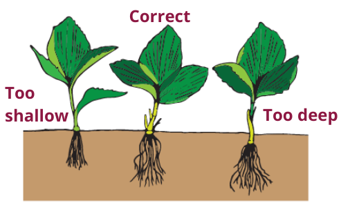 Diagram of the correct depth for planting strawberries from Virginia Cooperative Extension