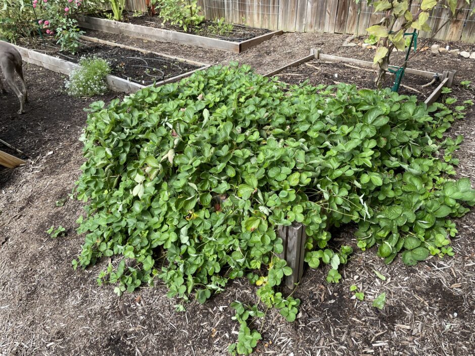 year 2 strawberry patch in a raised bed - strawberry jungle