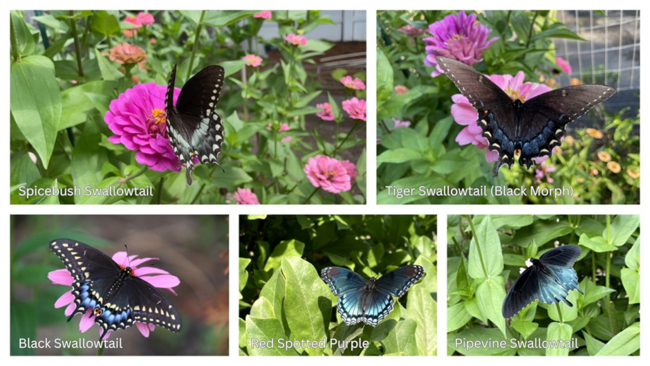 Comparison of the black and blue butterflies that look similar - Spicebush swallowtail, Tiger Swallowtail black morph, Black Swallowtail, Red Spotted Purple & Pipevine Swallowtail